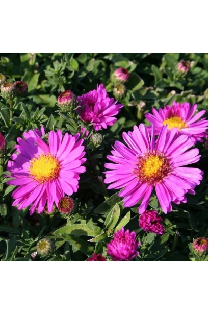 Астра кустовая Старлайт цветение